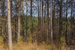 Lightning Ridge Tract 55