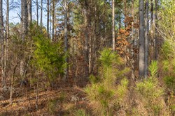 Lightning Ridge Tract 55