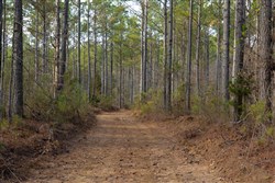 Lightning Ridge Tract 59