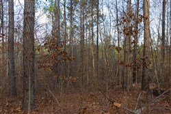 Lightning Ridge Tract 59