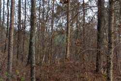 Lightning Ridge Tract 59