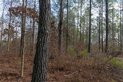 Lightning Ridge Tract 59