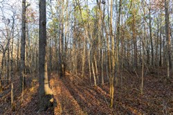 Lightning Ridge Tract 6