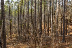 Lightning Ridge Tract 6