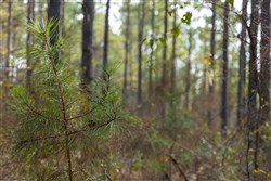 Lightning Ridge Tract 60