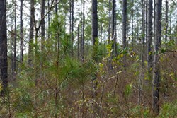 Lightning Ridge Tract 60