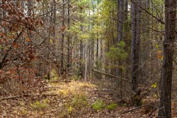 Lightning Ridge Tract 61