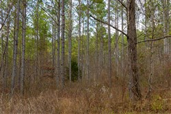 Lightning Ridge Tract 61