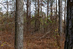 Lightning Ridge Tract 62