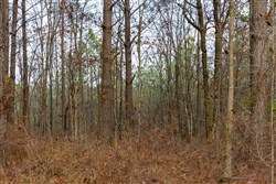 Lightning Ridge Tract 62