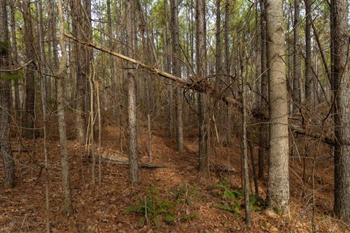 Lightning Ridge Tract 64