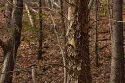 Lightning Ridge Tract 64