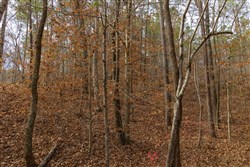 Lightning Ridge Tract 64