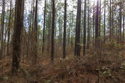 Lightning Ridge Tract 64