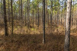 Lightning Ridge Tract 65