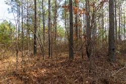 Lightning Ridge Tract 65