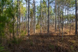 Lightning Ridge Tract 66