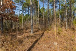 Lightning Ridge Tract 68