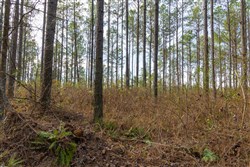 Lightning Ridge Tract 69