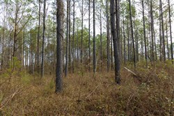 Lightning Ridge Tract 69