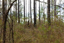 Lightning Ridge Tract 69