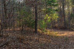 Lightning Ridge Tract 7