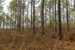 Lightning Ridge Tract 70