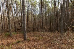 Lightning Ridge Tract 70