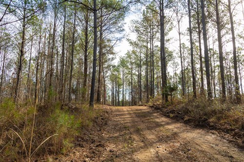 Lightning Ridge Tract 71