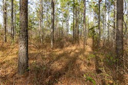 Lightning Ridge Tract 71