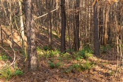 Lightning Ridge Tract 71