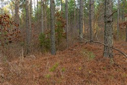 Lightning Ridge Tract 72