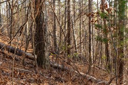 Lightning Ridge Tract 72