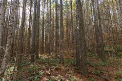 Lightning Ridge Tract 74