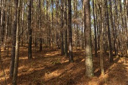 Lightning Ridge Tract 75