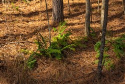 Lightning Ridge Tract 75