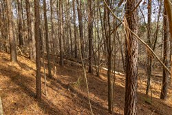 Lightning Ridge Tract 75