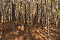 Lightning Ridge Tract 76