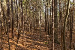 Lightning Ridge Tract 76