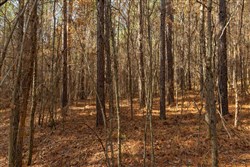 Lightning Ridge Tract 76