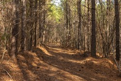 Lightning Ridge Tract 77