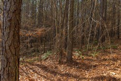 Lightning Ridge Tract 77