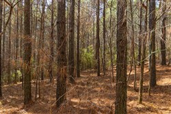 Lightning Ridge Tract 77