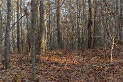 Lightning Ridge Tract 8