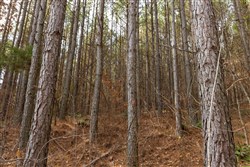 Lightning Ridge Tract 80