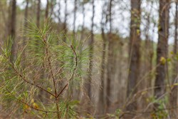 Lightning Ridge Tract 80