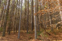 Lightning Ridge Tract 80