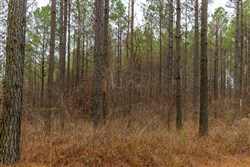 Lightning Ridge Tract 81