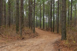 Lightning Ridge Tract 81