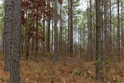 Lightning Ridge Tract 81